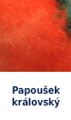 Papoušek královský