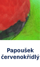 Papoušek červenokřídlý