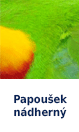 Papoušek nádherný